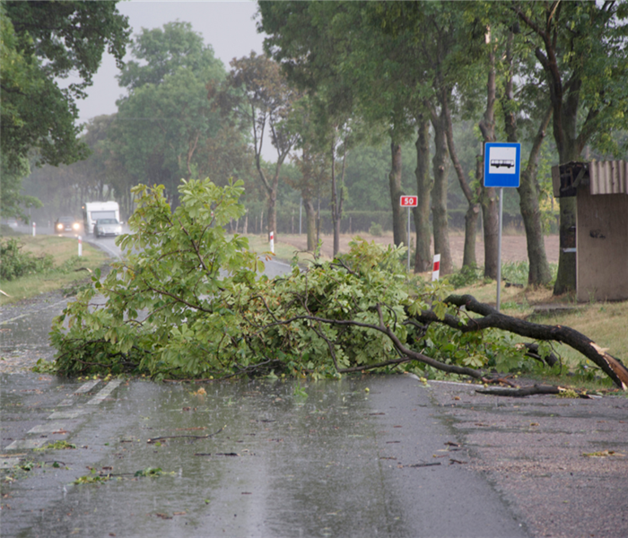 Fallen tree branch on a road with rain